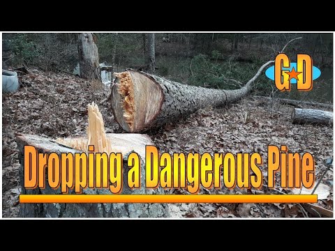 Dropping a Dangerous Pine  Finished