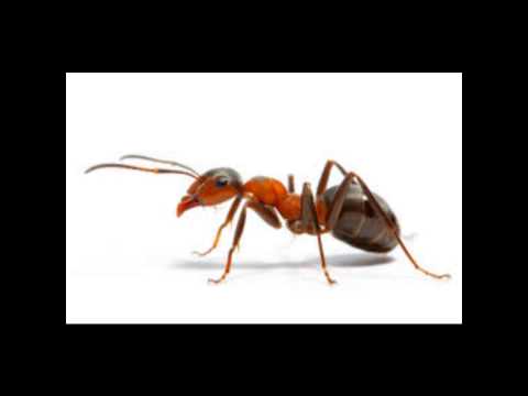 Movie Reviews: Ant-Man and Mission: Impossible Rogue Nation