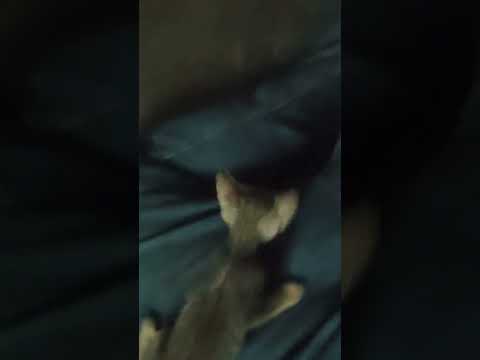 #kitty #mehman #followformore #cat #funny #followformore #cutebaby #banaras #love