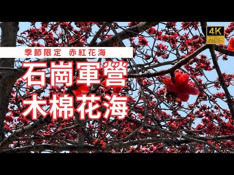 【季節限定 赤紅花海】木棉花海｜木棉路｜火紅花海｜石崗軍營｜港版木棉夾道｜打卡好景點｜街拍｜週街走｜四圍走｜四圍拍