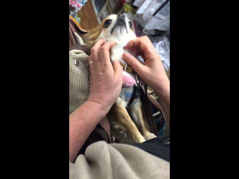 懐く犬