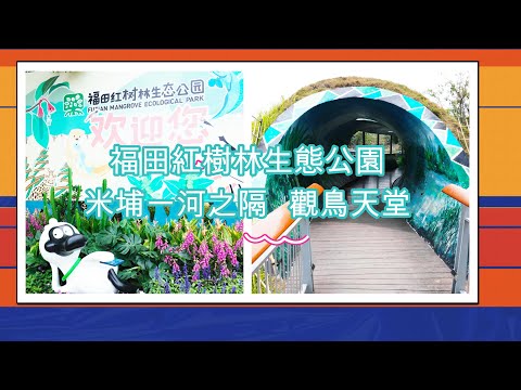 【深圳好去處】福田紅樹林生態公園，米埔一河之隔，觀鳥天堂，濕地公園， 免費大自然教室