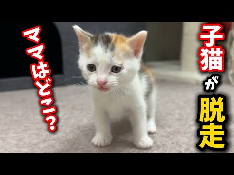 The kitten had escaped and was looking troubled.