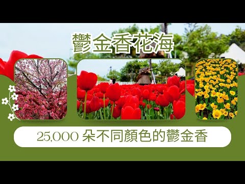 【Lake House】鬱金香花海｜$20門票｜65歲以上免費｜寵物友善｜2月24日結束｜街拍｜週街走｜四圍走｜四圍拍