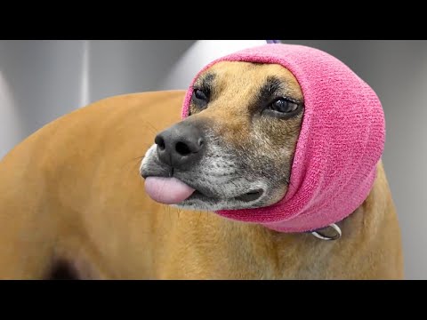 A beautiful story of a rescue dog named Brad | Black Mouth Cur
