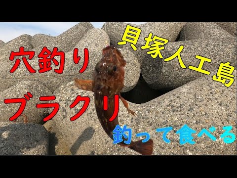 【釣り】貝塚人工島　穴釣りで釣って食べる