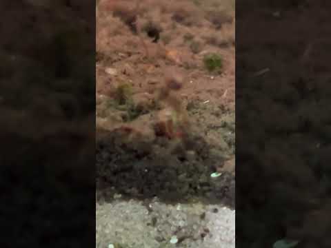 Something attacks from deep substrate. #deepsubstrate