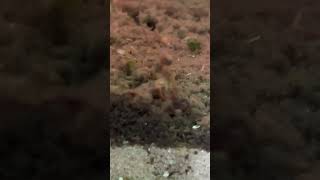 Something attacks from deep substrate. #deepsubstrate
