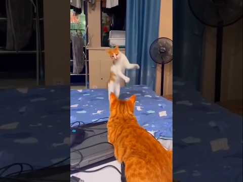 #funny 🐱Cats shorts #yutube #trendingshorts #viralvideo 😂