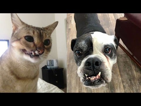 The Best FUNNY ANIMALS VIDEOS of All Time 🤣 Ultra Funny CATS and DOGS videos 2024 #part86