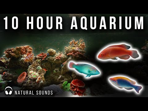 10-Hour 4K Aquarium | Relaxing Tropical Fish & Coral Reef Screensaver with Natural Water Sounds