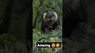 #funny #cute #funnykiki #kids #monkey #kiki #babymonkey #kudoanimal