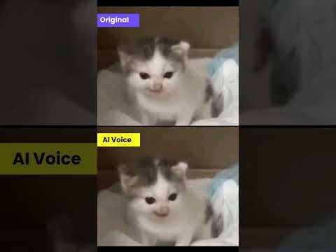 Angry German cat meme #shorts