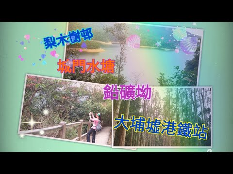 梨木樹~城門水塘~大埔墟 | Shing Mun Reservoir【Miranda Ng 生活點滴】