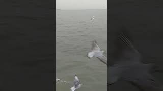 huge birds #notun_tik_tok #bangla_gan_2023 #foryou #tiktokvideo #statusquotes #durgathakur