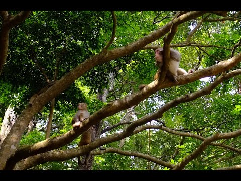 城門水塘 猴  09.Jun.2021
