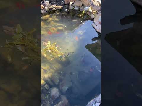 DIY POND CLEANING UPDATE  #thefishcorner #Pond #koifish #koipond