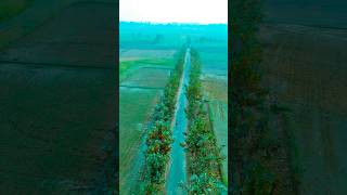 Bihari Tarzan Ka Running || #biharitarzan #rajayadavfitness #runningmotivation #motivation #fyp
