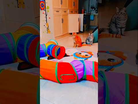 #Cats funny Tunnels games🎮🎮#trendingshorts #yutube #catlover❤🥰❤🥰❤🥰