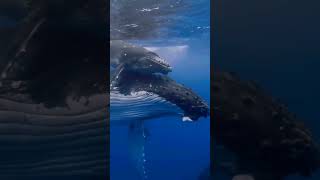 whale fishes #ocean4k