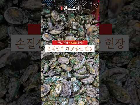 완도전복 4,999마리 자숙 대량 생산 현장 #손질전복 #전복공장 #대량생산