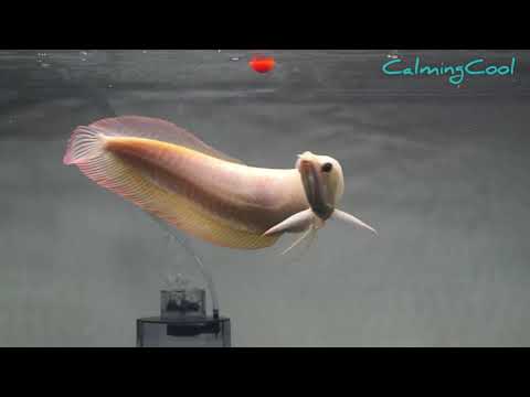 Best Top 10 South American Arowana fish | Albino Silver, Black Arowana and Snow White Silver Arowana