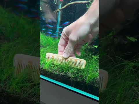 Attempting to comb the dwarf hairgrass 🌱🌿