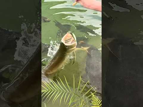 The CRAZIEST Fish Farm in South Florida! Video on the way 🐊☀️