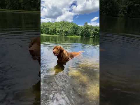 Something about tollers…. #toller #novascotiaducktollingretriever #tollerscream #dogeducation #dogs
