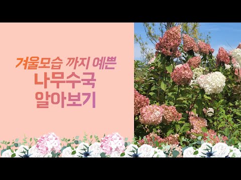 [식사남TV] 겨울 모습까지 예쁜 나무수국!  정원 소재로 적극 추천