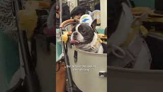 Taiwanese Increasingly Choosing Pets Over Babies | TaiwanPlus News #dogs #cats #taiwan #babies