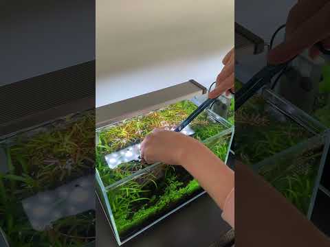 Time to cut everything back! #aquascape #aquarium #aquascaping #fishtank #plantedtank #fish #trim