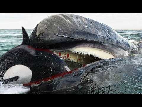 GRAY WHALE ─ Orcas' Most Underrated Rival!