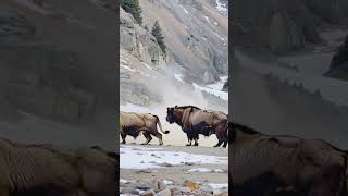 Wild Dust: Takin Herd in Action #LegendaryScene#HimalayanTakin#WildWonders #wildlife