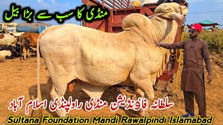 Sultana Foundation Mandi Rawalpindi Islamabad Latest Update 1 June 2025 | Bhatta Chowk Mandi
