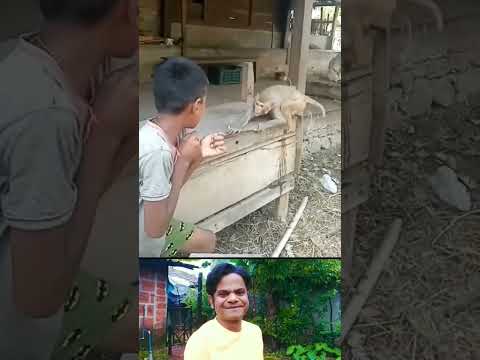 Monkey 🐒🐒 se panga ho mahaga!!  monkey 🐒 ne jabardast chata🤚🤚 mara