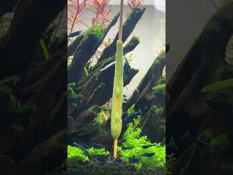 Shrimp feeding Timelapse #aquascape #aquarium #aquascaping #plantedaquarium #plantedtank #fishtank