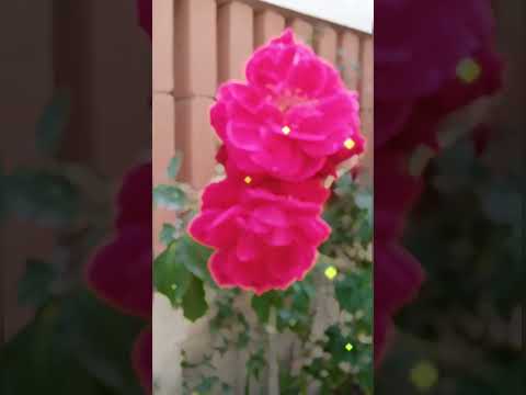 Red roses 🌹 beautiful #love #rose