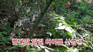[19잡마니TV /  8월 첫번째 약초산행 :빨간딸 달린 산삼]무더운여름에도 산행을 해야지요~다래 송담 돌복숭아 충영 더덕 산삼을 여러분과 누눌수있도록 할께요^^