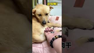 给大家表演传统才艺——变脸 #萌宠出道计划#狗狗的心思都写在脸上了#狗子成精了