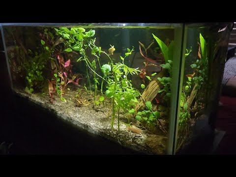 All-Natural Self-Sustainable Fish Aquarium