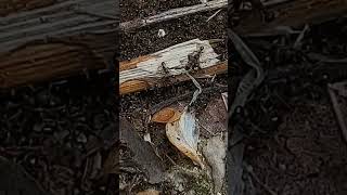 [혐오주의-개미전쟁] #자연 #nature #산골 #개미  #ants