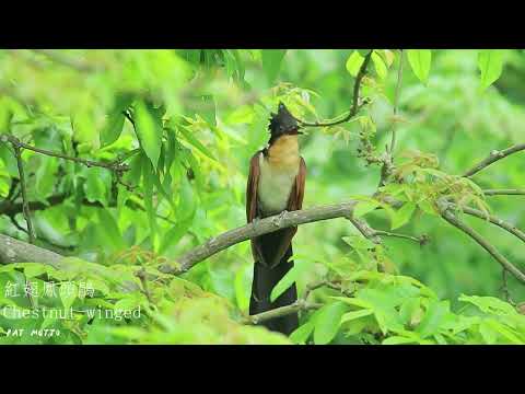 【悠遊鳥】4K | 紅翅鳳頭鵑 | Chestnut-winged cuckoo | 劇院式製作 | Cinematic Production