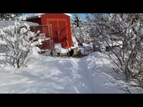 Montana chickens in winter weather