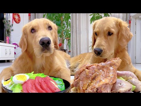 【毛孩子的日常】狗子：我想吃肉怎麽這麽難 #萌宠#可爱 #可爱到爆炸 #狗子#干饭 #干饭狗的日常 #干饭王 #funny #搞笑