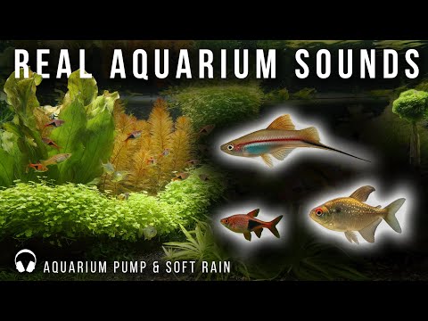 3-Hour Real Freshwater Aquarium in 4K – No Loop | Relaxing Pump & Soft Rain Sounds
