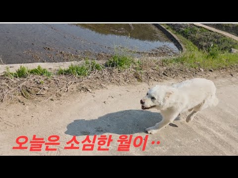 소심한 월이ᆢ두더쥐를 꽉!