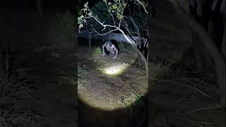 What hunts in the moonlit shadows? #creaturefeature #nightmarefuel #skinwalker