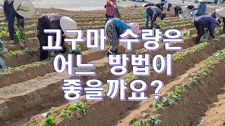 고구마100%살고 수확은 대박