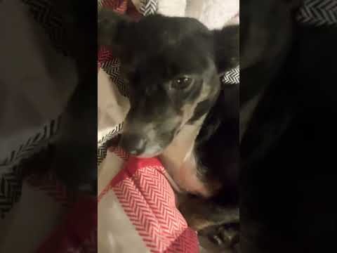 Dogs talking be like funny #funny